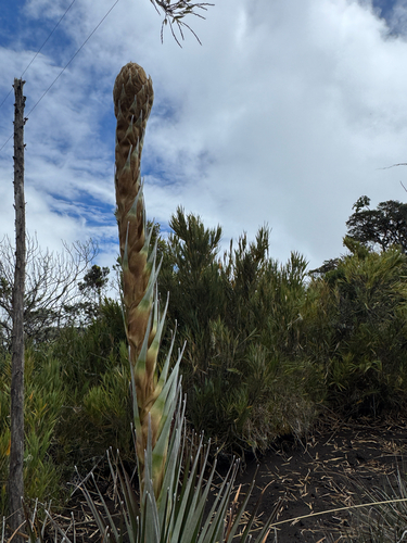 Puya dasylirioides, photograph 4