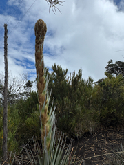 Puya dasylirioides, photograph (c) Sundari Masters, some rights reserved (CC BY)