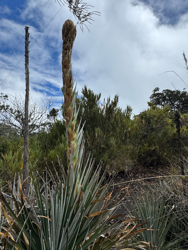 Puya dasylirioides, photograph 6