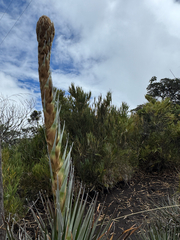 Puya dasylirioides, photograph (c) Sundari Masters, some rights reserved (CC BY)