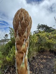 Puya dasylirioides, photograph (c) Sundari Masters, some rights reserved (CC BY)