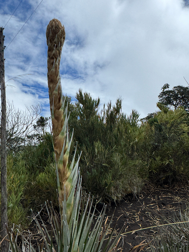 Puya dasylirioides, photograph 3
