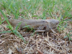 Anacridium aegyptium