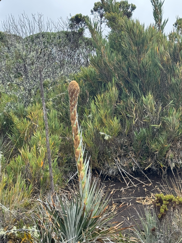Puya dasylirioides