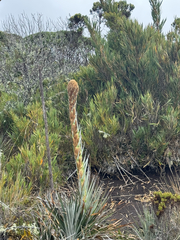 Puya dasylirioides