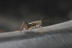 Neoclytus scutellaris