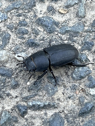 Lesser Stag Beetle