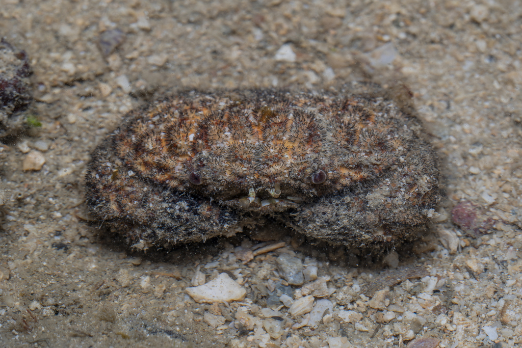Unshaven Crab
