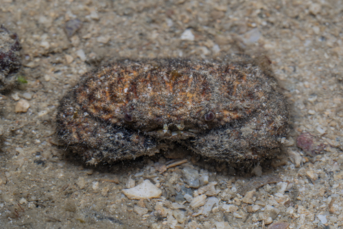 Actaeodes hirsutissimus in life