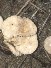 Paramarasmius mesosporus