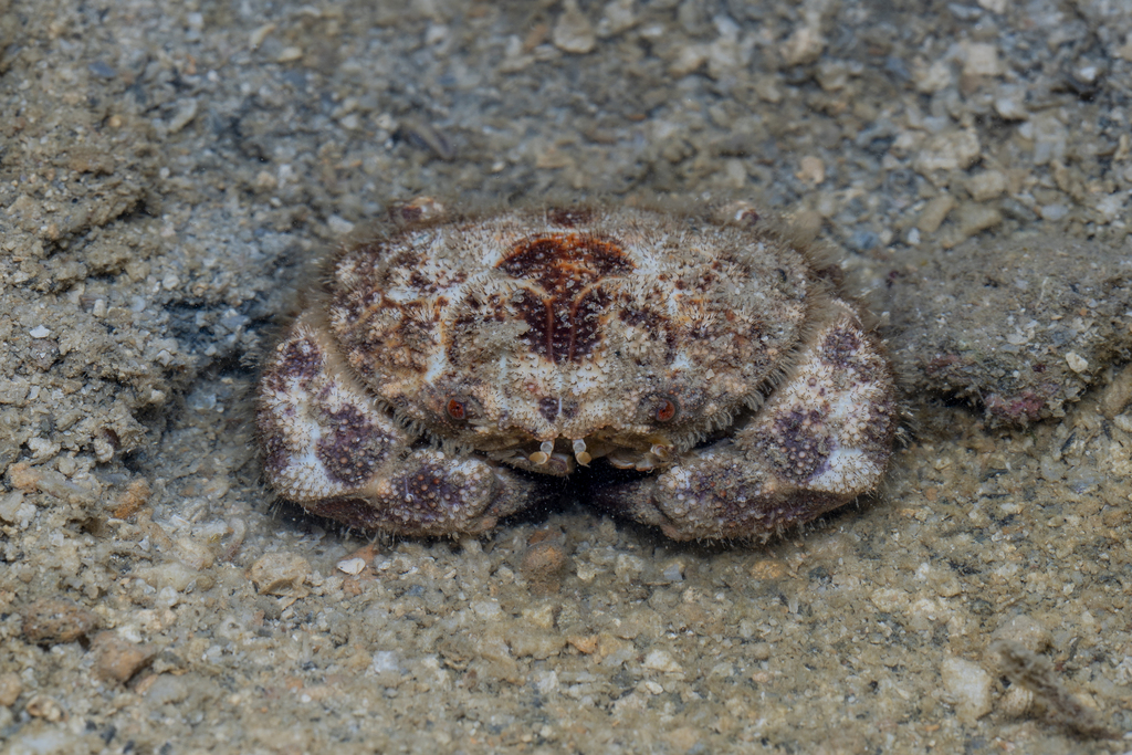 Gaillardiellus rueppellii