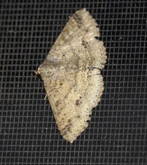 Ericeia sobria