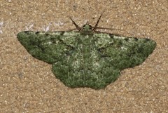 Aeolochroma viridicata