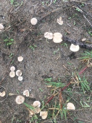 Paramarasmius mesosporus