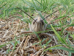 Anacridium aegyptium