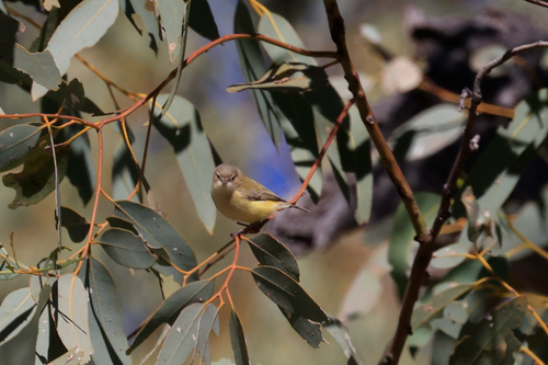 Weebill