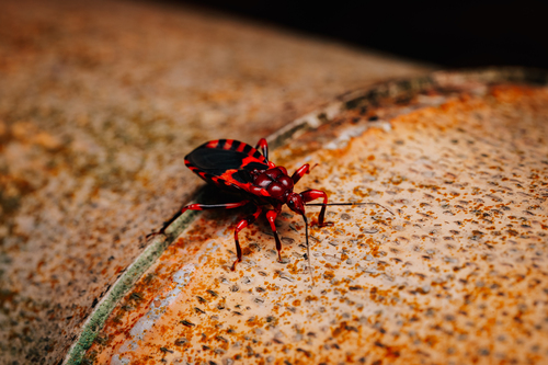Red Assassin Bug