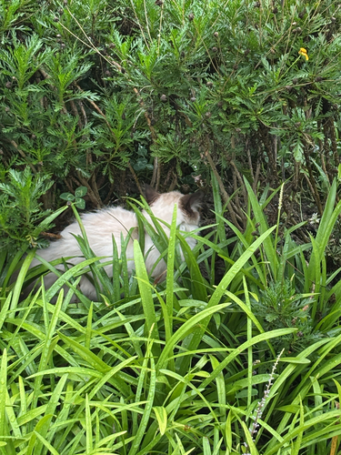 Domestic Cat