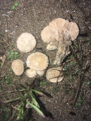 Paramarasmius mesosporus