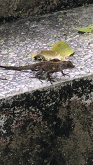 Anolis cristatellus