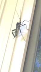 Acanthocephala declivis