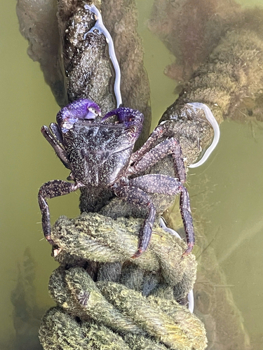 Metopograpsus latifrons