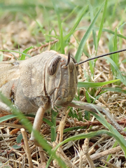 Anacridium aegyptium