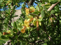 Bougainvillea spinosa