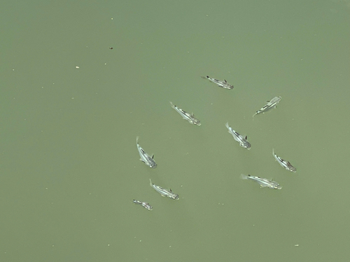 Squaretail Mullet