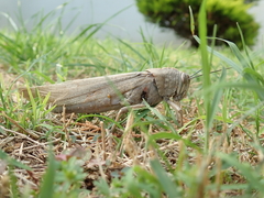 Anacridium aegyptium