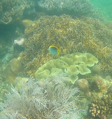 Chaetodon ocellicaudus