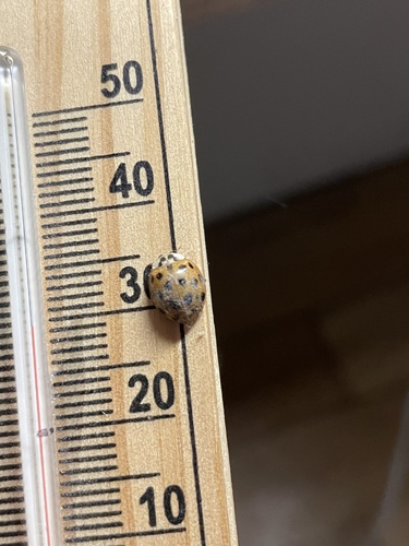 Asian Lady Beetle