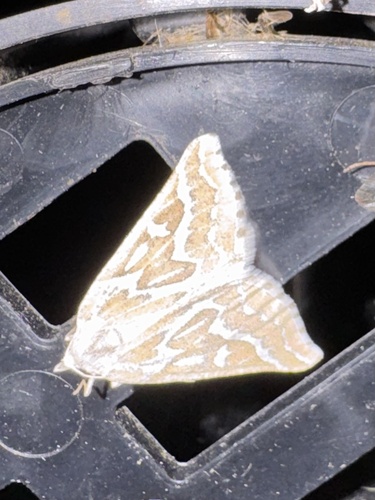 Sagebrush Girdle Moth photo 4