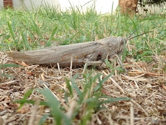 Anacridium aegyptium