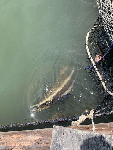 Cobia