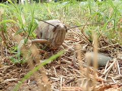 Anacridium aegyptium