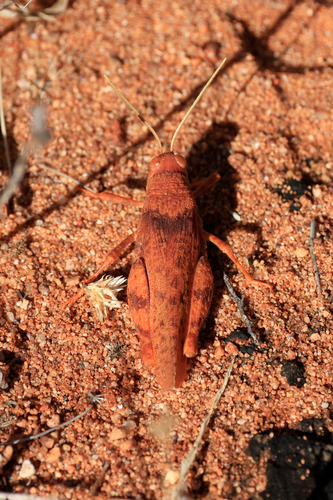 Common Toadhopper