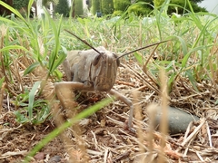 Anacridium aegyptium