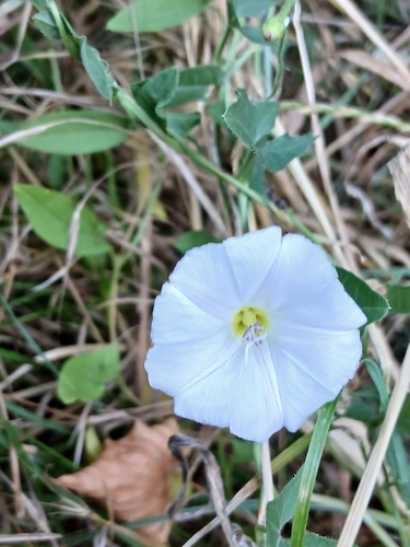field bindweed