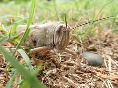 Anacridium aegyptium