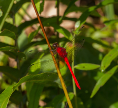 Rhodopygia cardinalis