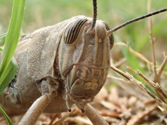 Anacridium aegyptium