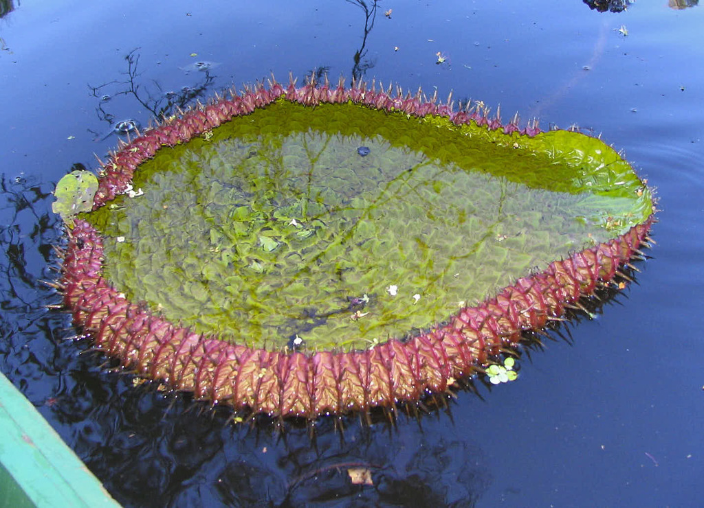 Victoria amazonica, Uakari Lodge, Uarini - State of Amazonas, 69485-000, Brazil
