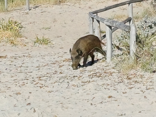mediterranean boar