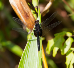 Erythemis attala