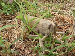 Anacridium aegyptium