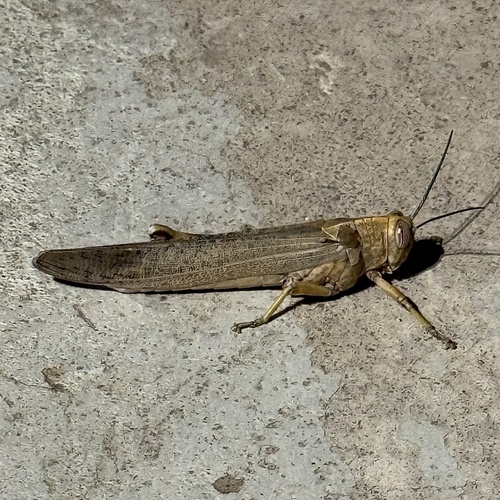 Egyptian Bird Grasshopper photo 4