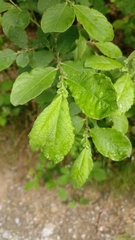Salix aurita