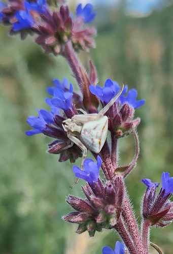 Heather crab spider