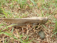 Anacridium aegyptium